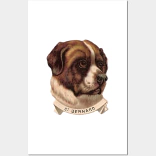 St Bernard Dog Posters and Art